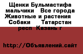 Щенки Бульмастифа мальчики - Все города Животные и растения » Собаки   . Татарстан респ.,Казань г.